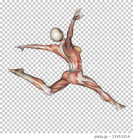 Muscle specimen posing woman perming 3DCG illustration material 15451914