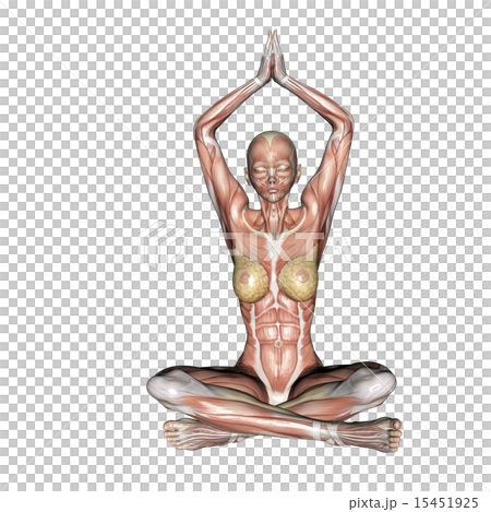 Muscle specimen yoga posing woman perming 3DCG illustration material 15451925