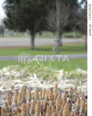 つくし01 15451926