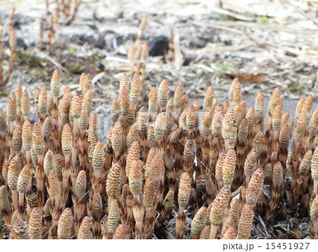 つくし02 15451927