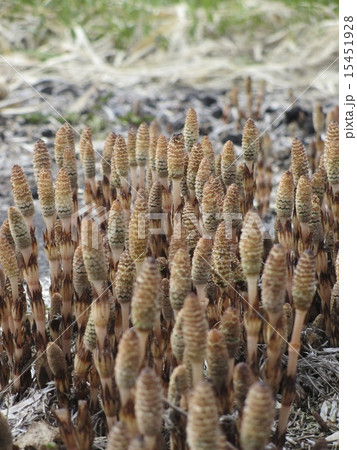 つくし03 15451928