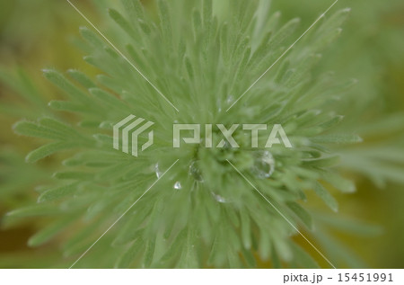 朝霧草2 朝霧草2 15451991