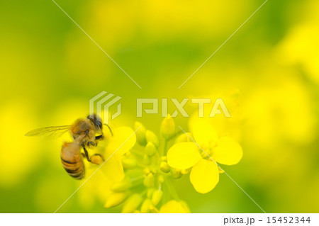 ミツバチと菜の花 15452344