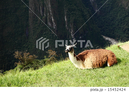 マチュピチュ 15452424