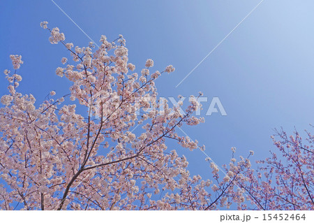 2015年満開の桜 2015年満開の桜 15452464