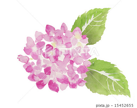 ピンク色の紫陽花 水彩イラストのイラスト素材