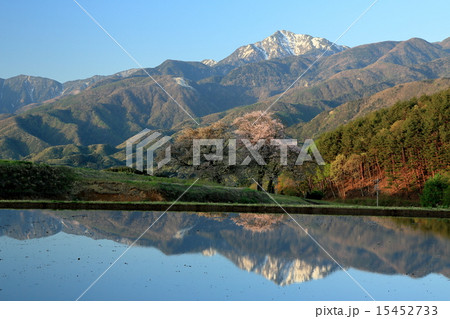 鼎談桜と甲斐駒ケ岳 15452733