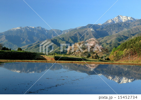 鼎談桜と鳳凰三山・甲斐駒ケ岳 鼎談桜と鳳凰三山・甲斐駒ケ岳 15452734