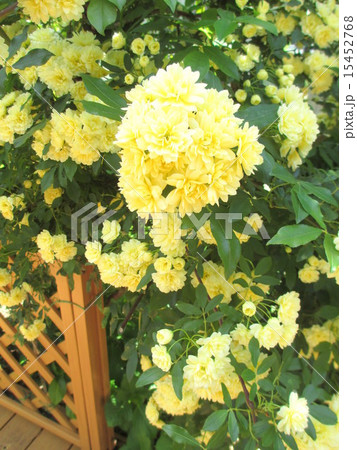 優しい花色のモッコウバラ 優しい花色のモッコウバラ 15452768