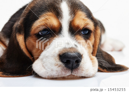 Beagle Puppy, lying in front of white background Beagle Puppy, lying in front of white background 15453255