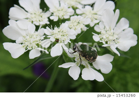 花粉まみれのコアオハナムグリ 花粉まみれのコアオハナムグリ 15453260