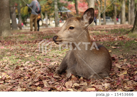 奈良公園　 15453666