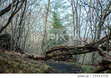 富士山自然休養林遊歩道の倒木 富士山自然休養林遊歩道の倒木 15453750
