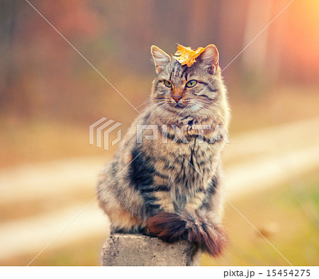 Siberian cat sitting on a wooden post 15454275