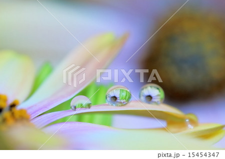 花と水玉 15454347