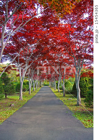 ノムラモミジの並木道(縦) ノムラモミジの並木道(縦) 15454365