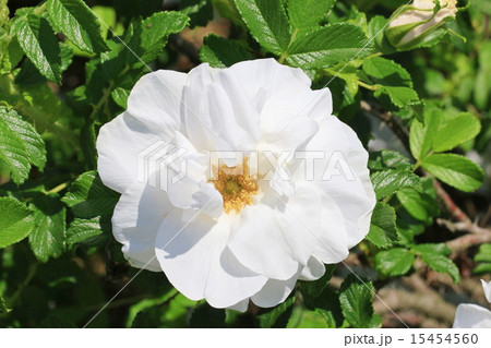 白いハマナスの花の写真素材