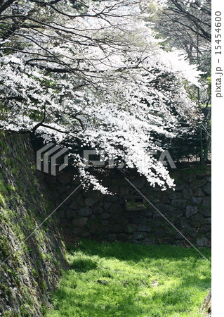 【青空と名古屋城のお堀の満開桜】 15454600
