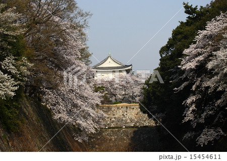 【青空と名古屋城のお堀の満開桜】 15454611