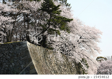 【青空と名古屋城のお堀の満開桜】 15454612