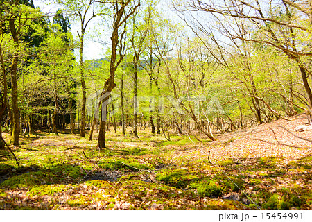 大見の森 15454991