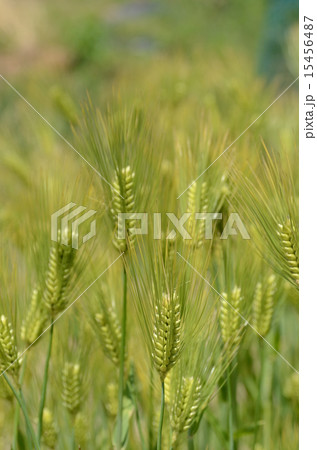 麦の穂 15456487