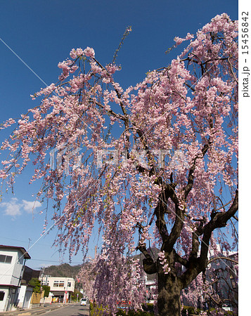 天童　倉津川の桜並木 15456842