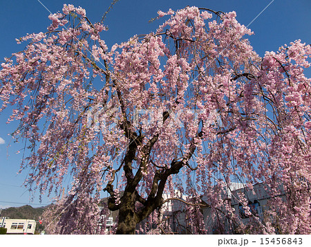 天童 倉津川の桜並木 天童 倉津川の桜並木 15456843