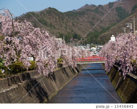 天童 倉津川の桜並木 天童 倉津川の桜並木 15456845