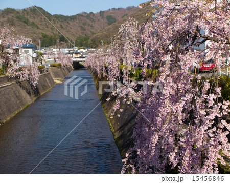 天童 倉津川の桜並木 天童 倉津川の桜並木 15456846