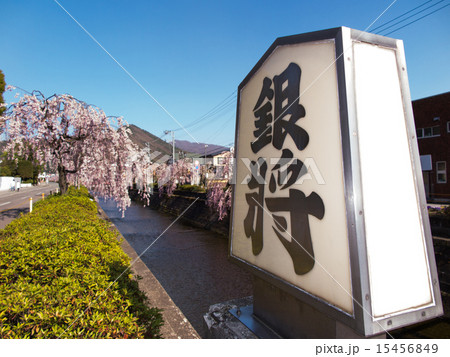 天童　倉津川の桜並木 15456849