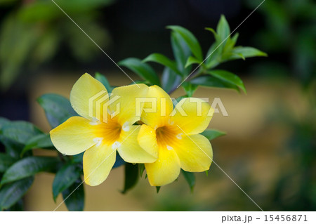Two yellow allamanda flowers 15456871