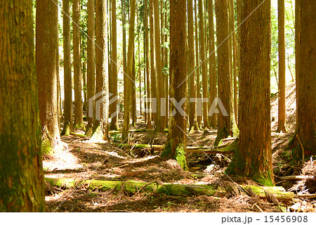 大見の杉林 大見の杉林 15456908