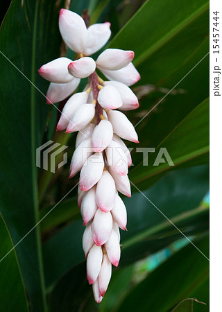 月桃の花 沖縄の花の写真素材