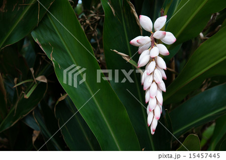月桃の花・沖縄の花 15457445