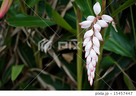月桃の花・沖縄の花 15457447