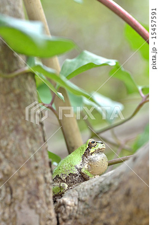 鳴き袋を膨らませたアマガエル 15457591