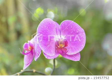 胡蝶蘭 胡蝶蘭 15457752