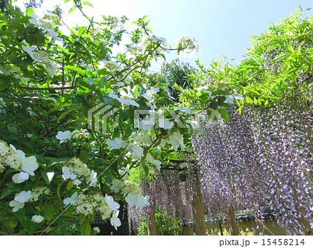 瓊花（けいか）と藤 15458214