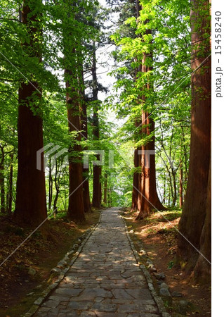 羽黒山の杉並木（山形県鶴岡市） 15458240