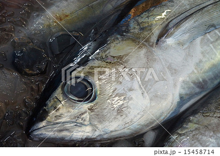 メジマグロの水揚げ 15458714