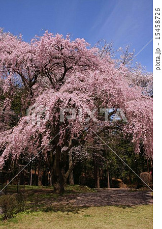 枝垂れ桜 枝垂れ桜 15458726