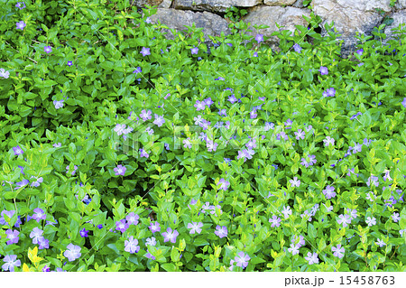 蔓日々草 蔓日々草 15458763