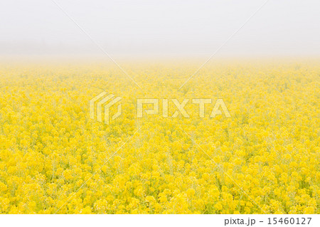 朝靄の中に咲く菜の花 朝靄の中に咲く菜の花 15460127