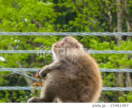 奥多摩湖湖畔の野猿 15461467