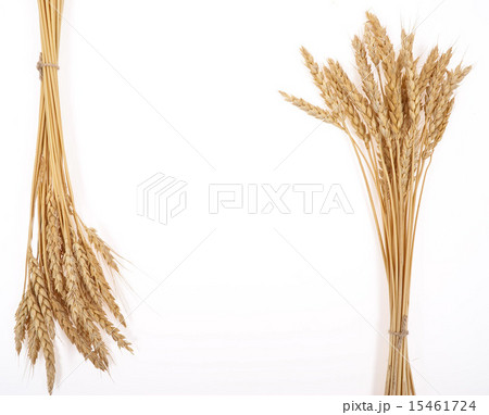 Wheat ears Wheat ears 15461724