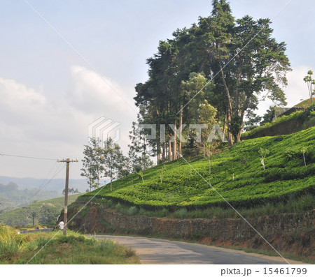 Landscape with tea plantations 15461799