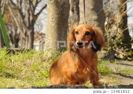 ダックス,ペット,犬,桜,春,花, 15461832
