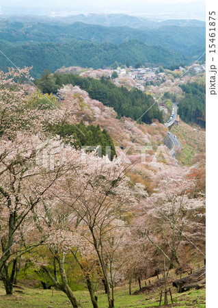 上千本の吉野桜 15461875