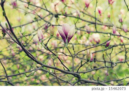 Magnolia flowers 15462073